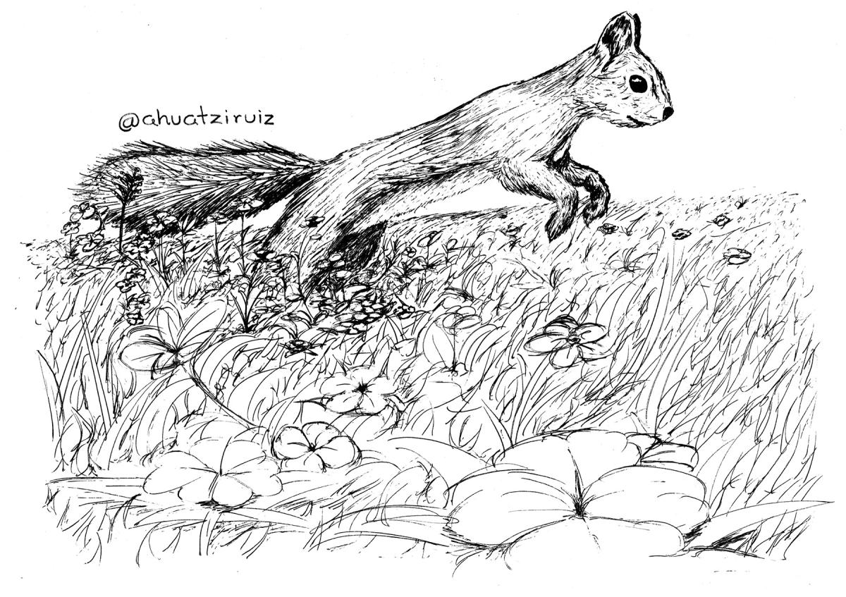 02-Scurry-