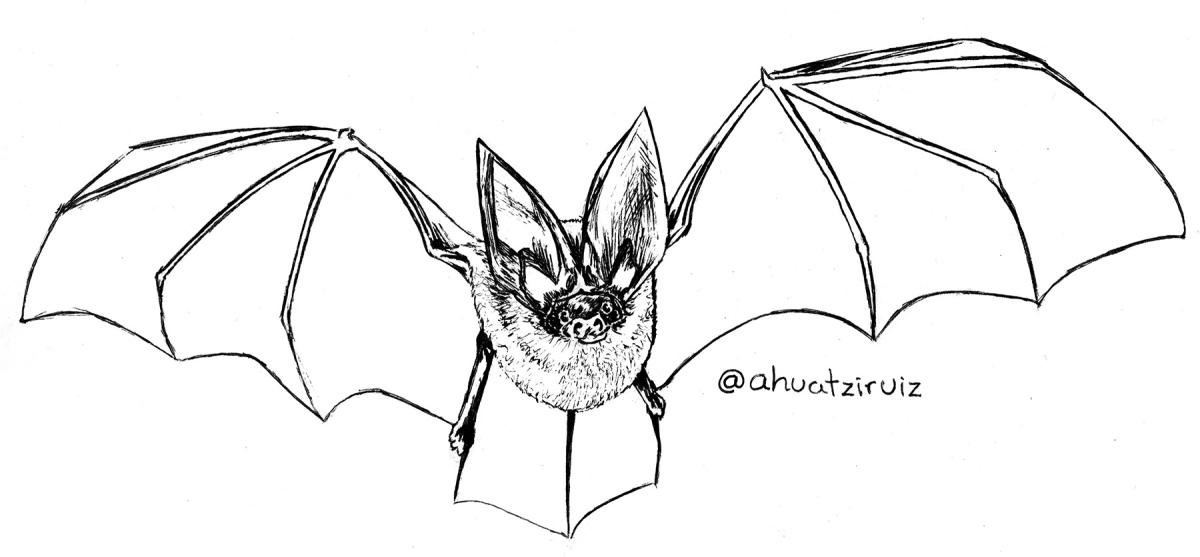03-Bat