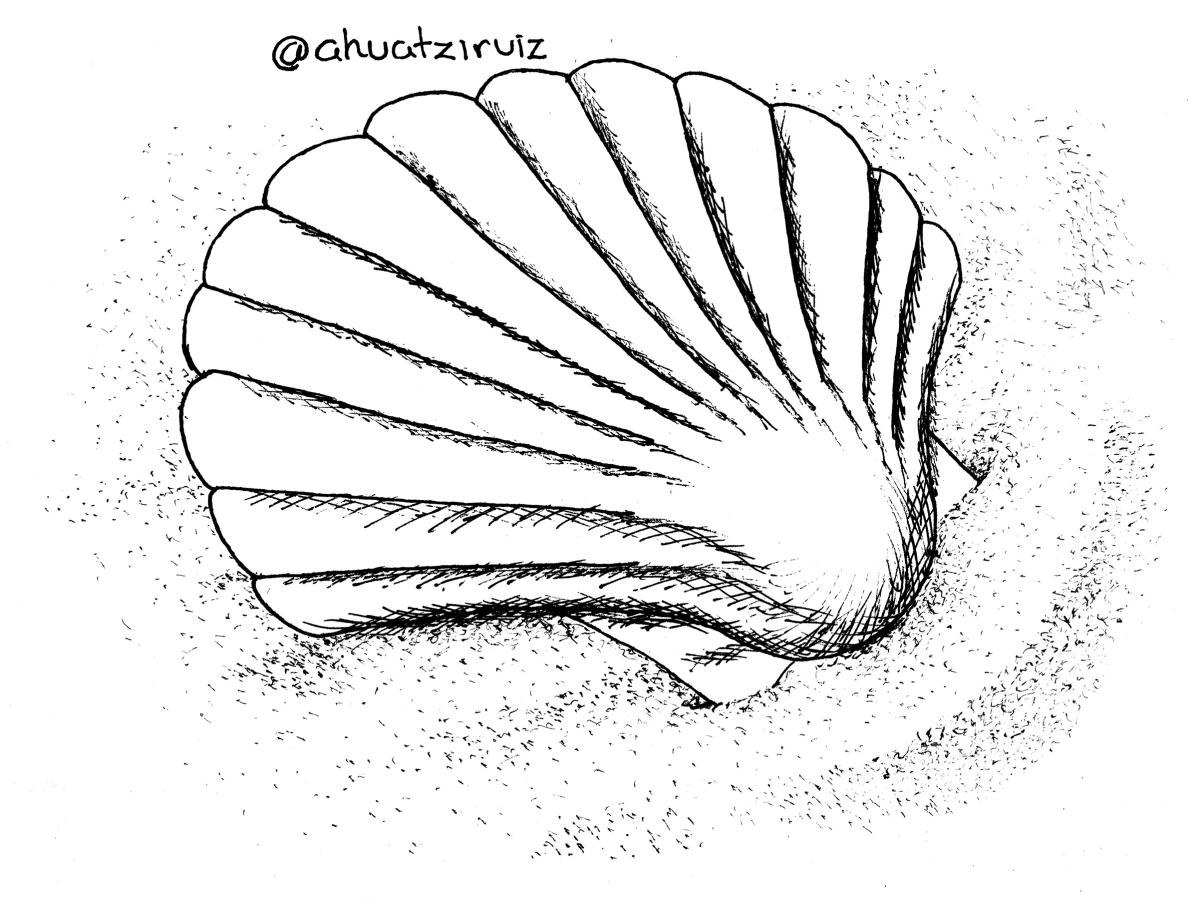 04-scallop
