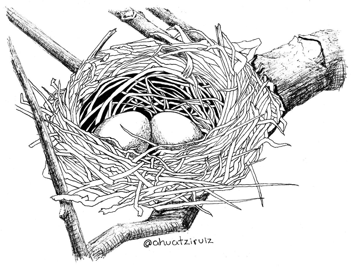09-nest