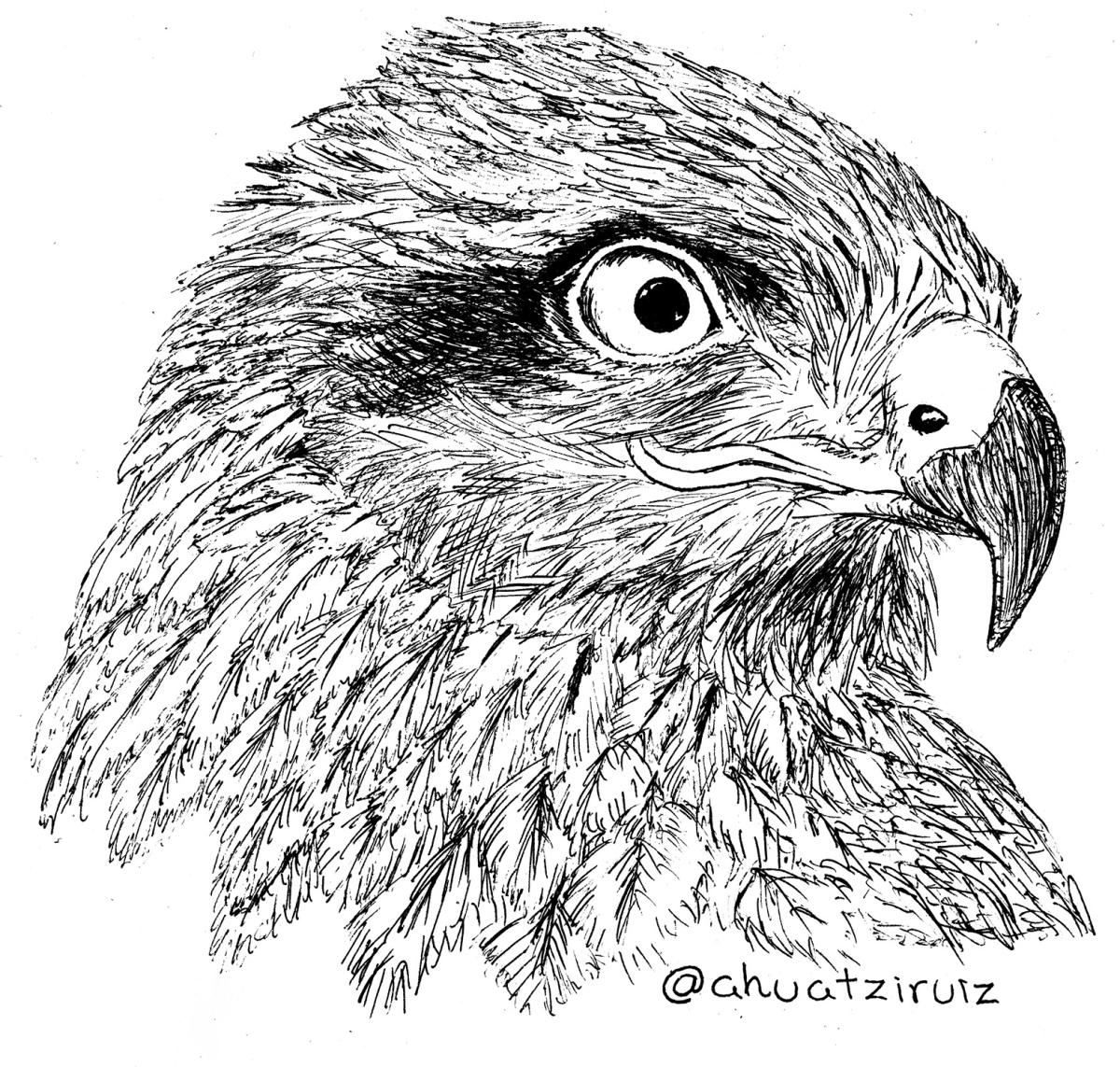11-Eagle