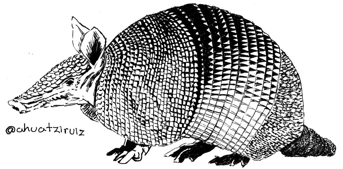 15-Armadillo