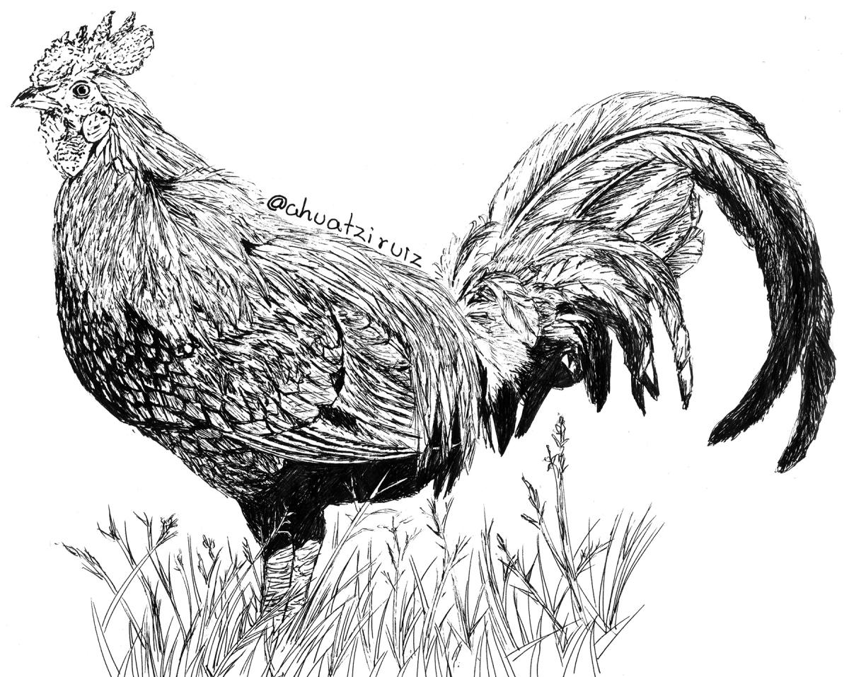 16-Fowl